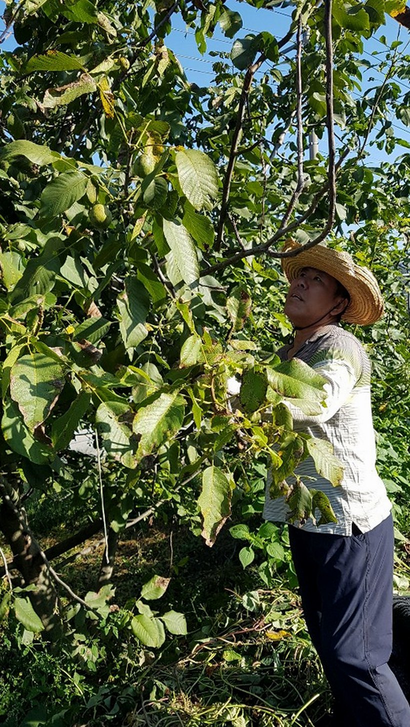 2025년 깐 국산 호두 피 임산부 햇 알 호두